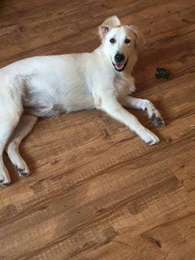 Johnson Flooring Ltd - Carpet & Vinyl Specialists — Customer photo