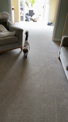 SOS Carpets and flooring — Customer photo